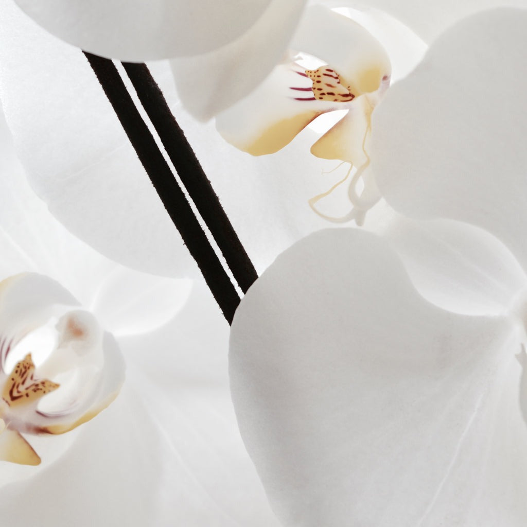 Røkelse - White Orchid Spécialiste